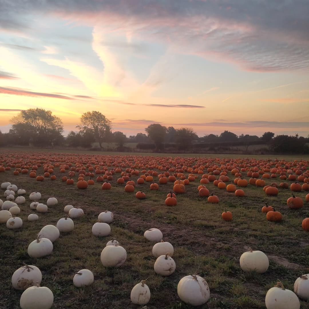 Sunrise on the patch