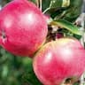 Apple: Worcester