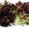 Lettuce: Green Oak