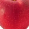 Apple: Spartan
