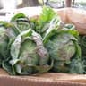 Brussels Sprout Tops
