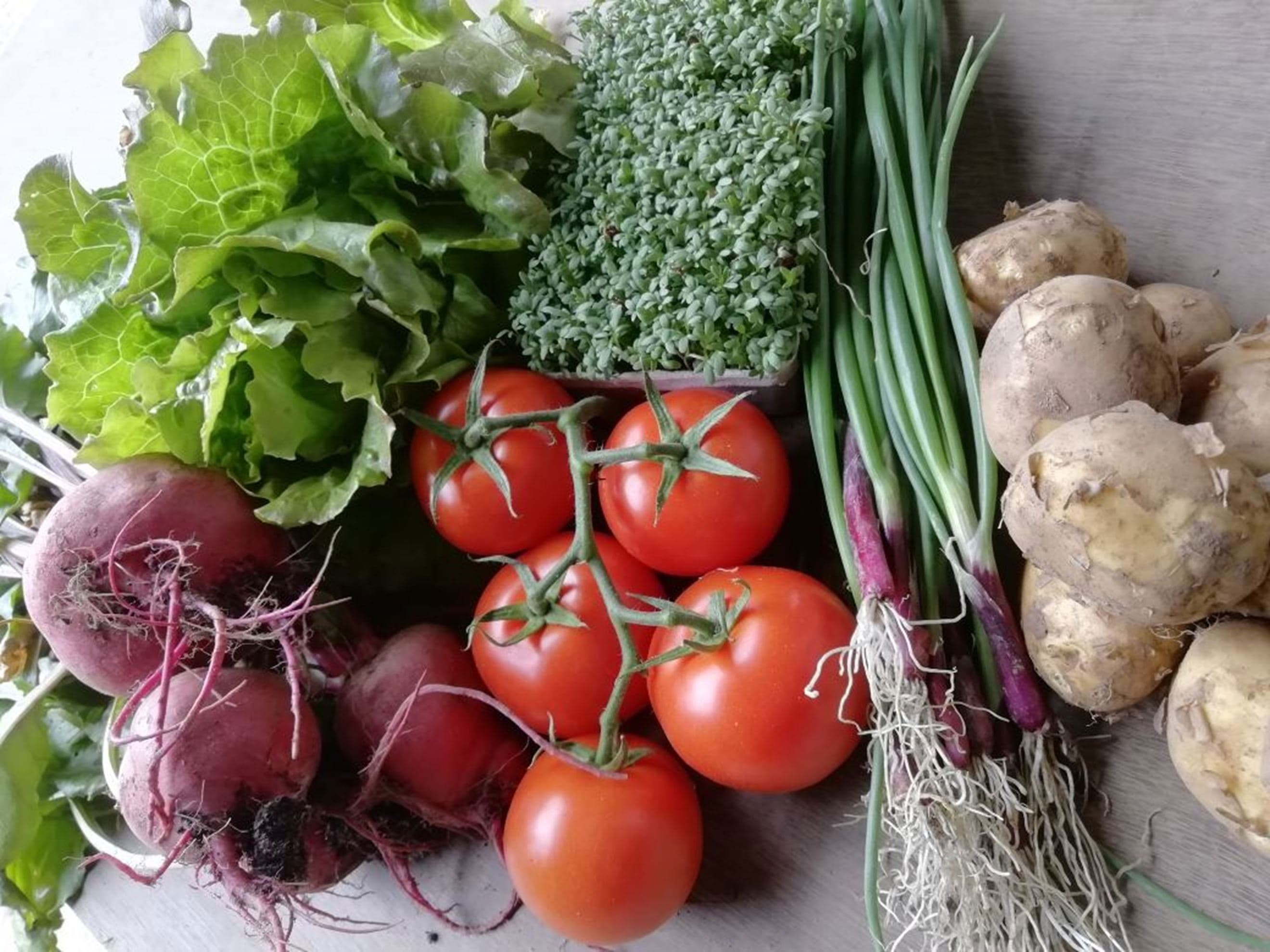 Salad Box